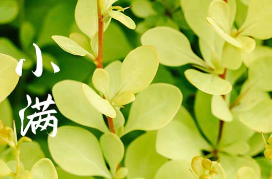 2024年小满吃什么食物最好