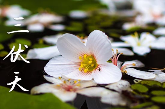 2024年初伏第一天是几月几号 初伏会很热吗