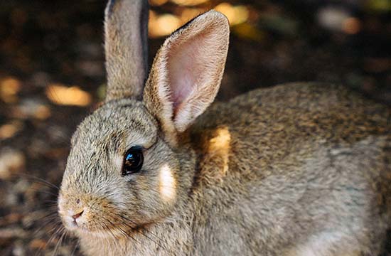 1999年属兔女命2024年财运怎么样