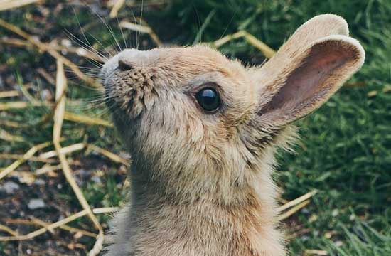 属兔的今年多大了2024年岁数表哪年出生的