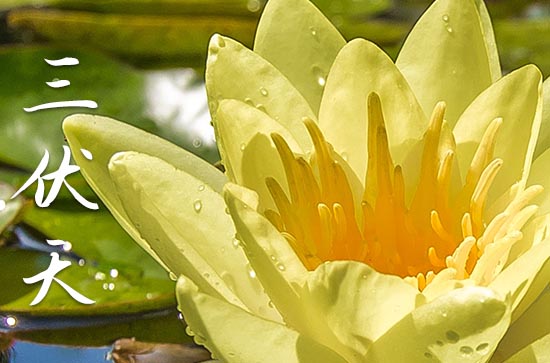 2024年三伏天一共多少天 三伏天如果出现中暑怎么办