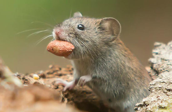 2024属鼠未来三年运势大揭秘 属鼠人未来三年运势如何 2024属鼠未来三年运势大揭秘 属鼠人未来三年运势如何