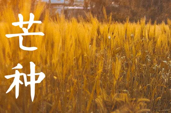 今年芒种是什么时间 芒种的三候分别是什么 今年芒种是什么时间 芒种的三候分别是什么