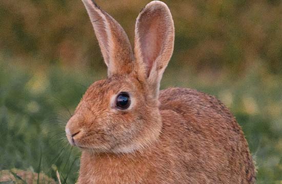 2024兔和哪个属相犯冲  兔和哪个属相最合