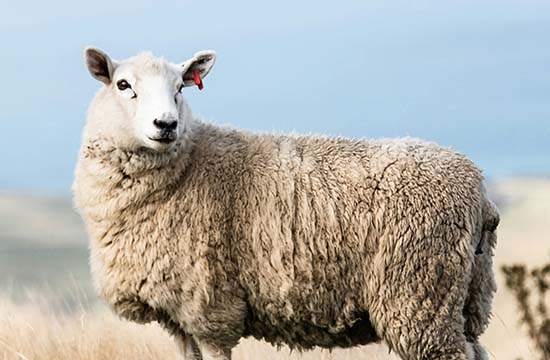 2024年属羊最佳提车吉日一览 2024生肖羊提车黄道吉日