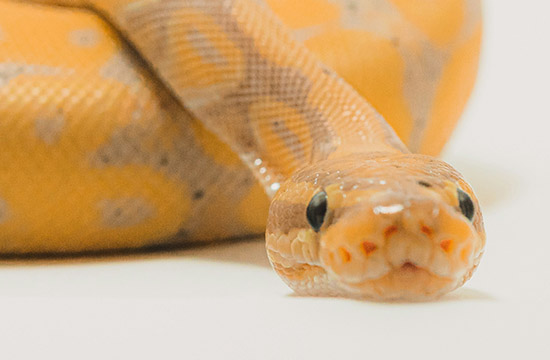 2024年几月的蛇是烂蛇