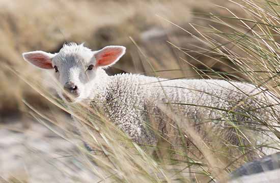 2024年属羊搬新房子吉日一览表 2024年属羊最佳搬新房子吉日一览