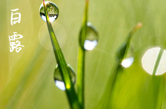 白露节气的气候特点 白露的谚语有什么
