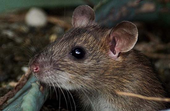 2024属鼠适合学什么技术   鼠更适合文学行业