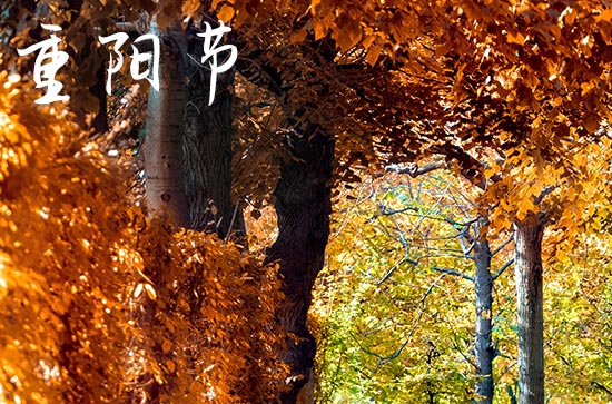 重阳节诗词节选 重阳节经典古诗词