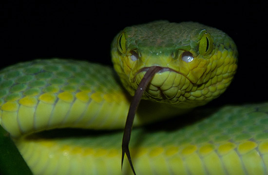 属蛇人2024年大吉方位   可以摆放什么催旺