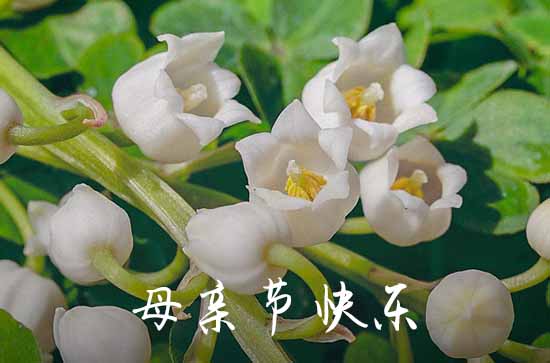 2023母亲节贺卡祝福语大全