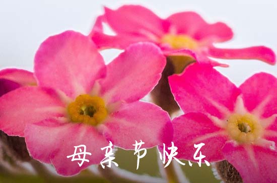 2024年母亲节是几月几日 具体时间