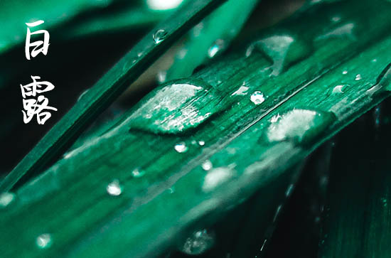 白露节气吃什么传统食物? 白露节气的具体时间