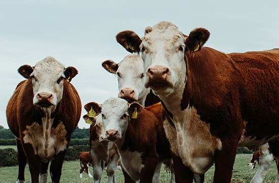 2009年出生牛2025多大年龄 2009年出生牛2025多大年龄