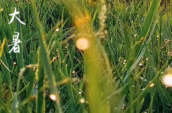 明天大暑是几点几分,2025年大暑准确时间公布 明天大暑是几点几分,2025年大暑准确时间公布