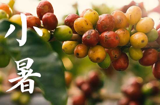 小暑节气吃什么传统食物 大暑节气的风俗饮食