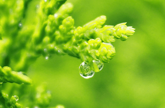 2024年谷雨是几点几分几秒 2024年谷雨是什么时候