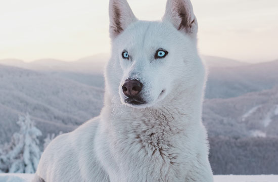 属狗2018出生2025年几岁了