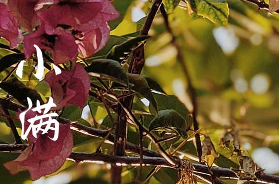 2023小满是哪天几点几分 2023年小满是哪个时间