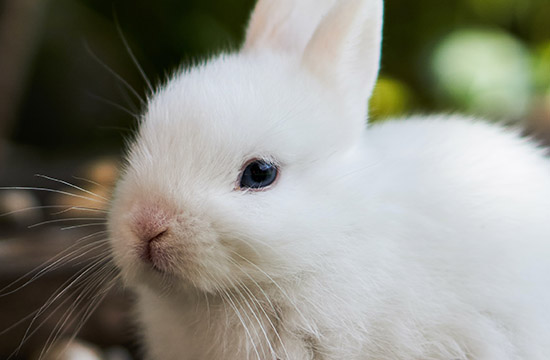 1999年出生兔2025几岁了 99年属兔女在2025年的全年运势