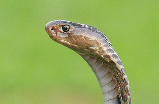 2024属蛇人未来五年运势   惊喜与刺激并存