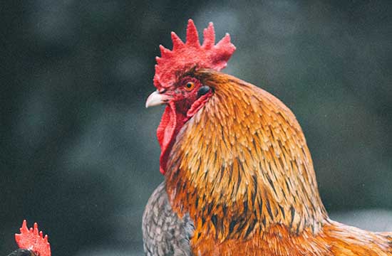 81属鸡的今年多大年纪 81年属鸡的2025年运势和财运怎么样