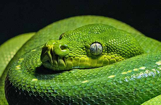 2024属蛇人佩戴什么手串好