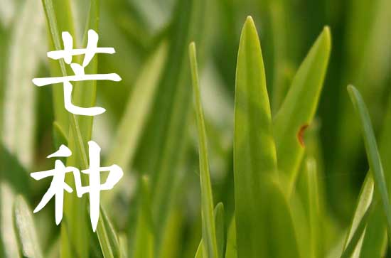 2023年芒种是几月几号几点几分 今年什么时候芒种节气