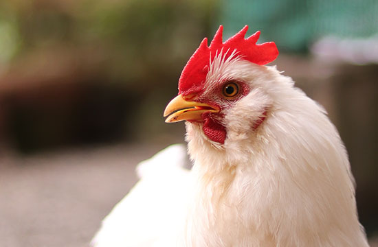 2024年属鸡的吉星与灾星是什么   2024年属鸡的吉星有哪些