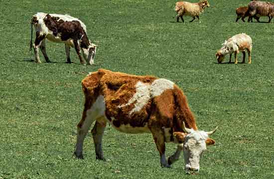 2025年属牛移动神位黄道吉日一览 2025生肖牛移动神位黄道吉日