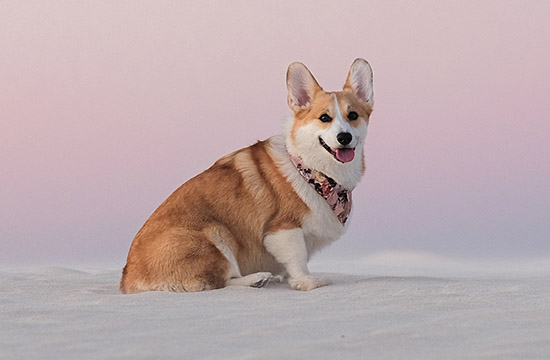 1982年女狗2025年运势及运程 82年属狗人2025年每月运势