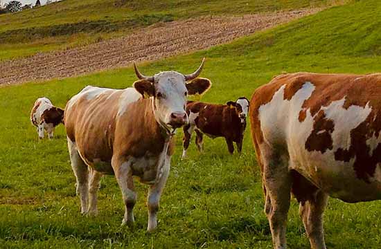 1973年属牛男人的婚姻和命运如何