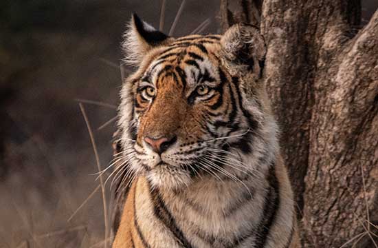 生肖虎50出生2025年几岁了