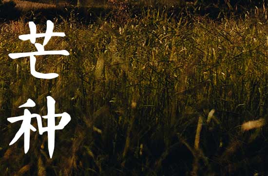 2024年芒种节的风俗吃什么 2024年芒种节的风俗吃什么