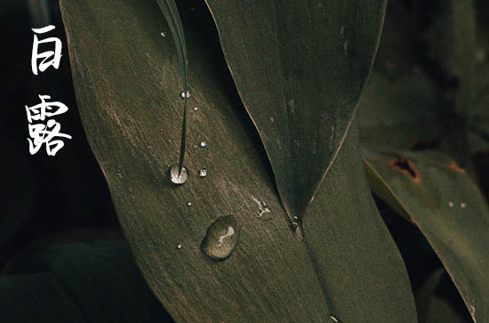 白露谚语品味 白露节气的谚语