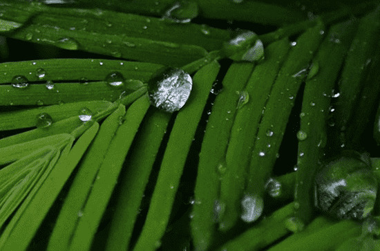 2024谷雨领证好吗 谷雨登记结婚吉不吉利
