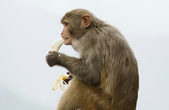 1992年属猴31岁以后命运如何2024