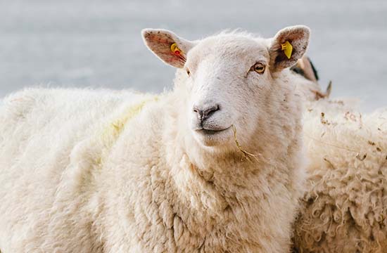 2025年属羊最佳畋猎吉日一览 属羊最佳畋猎吉日2025年