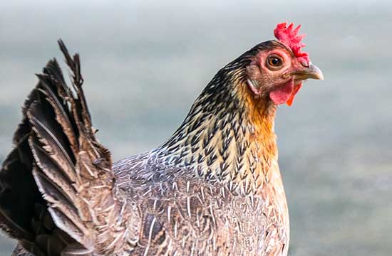 69年属鸡男2025每个月运气如何