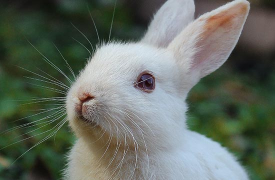 2011年出生兔2025几岁了