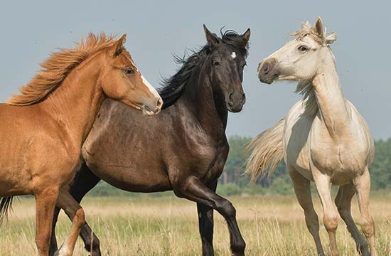 2025年属马最佳销货吉日一览 2025属马销货吉日查询