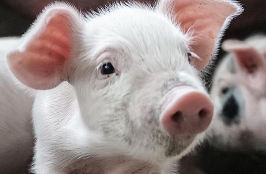 95出生属猪的今年多大年纪2025年