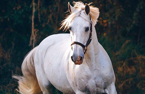 2025年生肖马最佳结婚领证吉日一览 2025年属马结婚领证黄道吉日一览 2025年生肖马最佳结婚领证吉日一览 2025年属马结婚领证黄道吉日一览