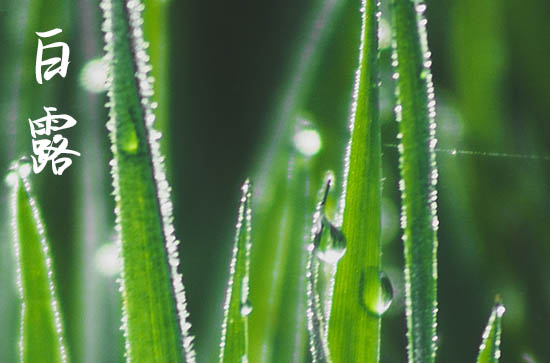 白露名篇佳作 白露诗词有哪些