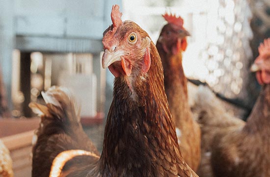 1981年鸡女哪年财运好