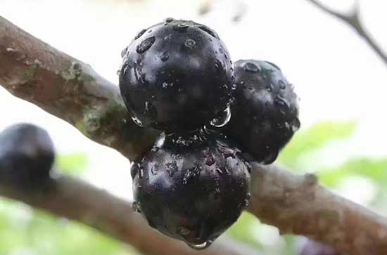 吃了一颗发霉的蓝莓要紧吗 蓝莓怎么保存不发霉 吃了一颗发霉的蓝莓要紧吗 蓝莓怎么保存不发霉