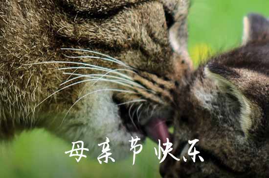 母亲节祝福语文案(精选)80句