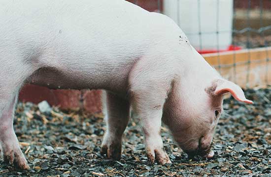 83年属猪2024劫难