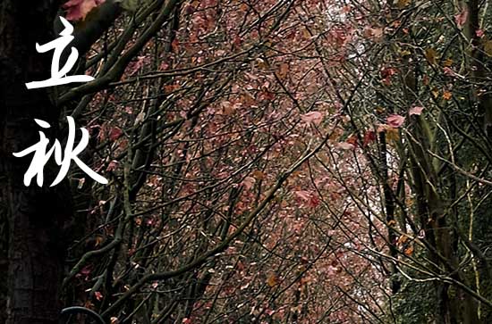 立秋这天为什么要喝奶茶 立秋的习俗 立秋这天为什么要喝奶茶 立秋的习俗